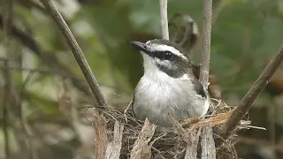 White- browed Robin calling  (Poecilodryas superciliosa) HD Video clip1/1 Tim Siggs ABVC
