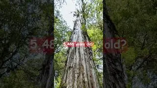 🌎The OLDEST TREE🌲 in the WORLD 🧐#shorts #short #amazing #biology