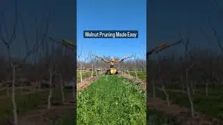 Master Walnut Pruning: Easy Steps for Stronger, Healthier Trees!