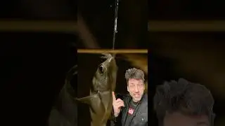 Рыба-брызгун &mdash; это безумие