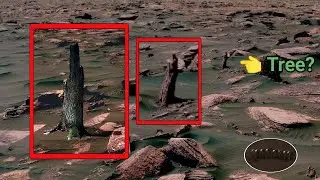 Mars Mystery: Strange Tree-Like Object Captured by NASA Mars Rover! - Curiosity's Footage in 360&deg;