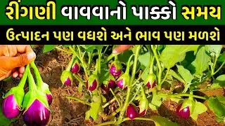 શિયાળામાં રીંગણીનું વાવેતર ક્યારે કરવું -- Ringani nu Vavetar kyare karvu -- Siyalu Unalu ringan