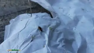 Plum Curculio Weevil