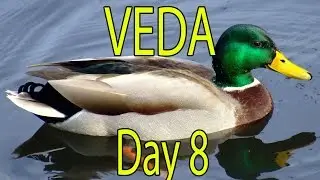VEDA Day 8 - Four VEDA's to Follow