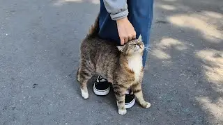 A cute stray cat rubbing against my legs and purring as it kneads the floor