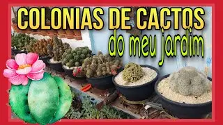 Colônias de #Cactos , Atualização...