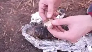 EXPERIMENT: LAVA vs FISH | The Best Experiment 2019