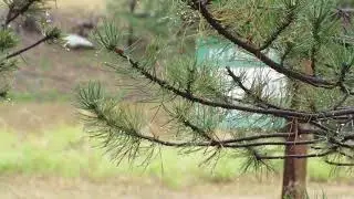 Strawberry Hollow Pine AZ