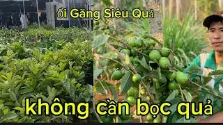 Cây Giống Ổi Găng Tứ Quý Đã Trồng Là Có Quả Ngay Không Cần Đợi Chờ