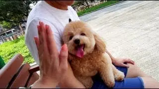 Chubbi & Domo get haircuts