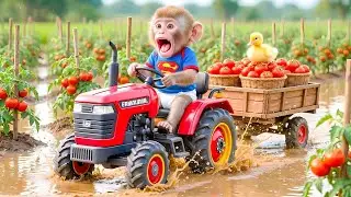 🐒🚜🥬Super Monkey Finishes the Big Tomato Harvest and Starts the New Cabbage Season!🥬