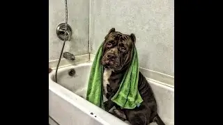 HULK TAKES OVER Cross Bronx Pet Shop