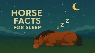Horse Facts For Sleep