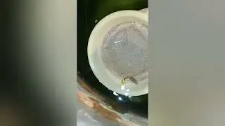 upcoming video in how to Selection breeding for normal guppy in tamil