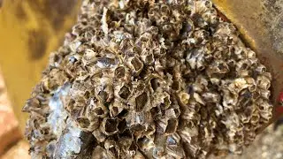 Barnacles Removal No Talking &ndash; Just Pure, Raw ASMR Bliss