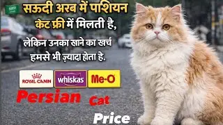 Persian cats are available for free in Saudi Arabia or cat food is more expensive than our monthl...