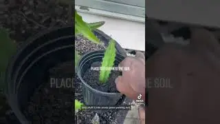 Как размножить питахайю @bigcitygardener