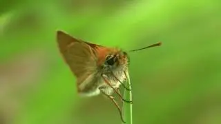 Small Skipper (Thymelicus sylvestris) / Braunkolbiger Braun-Dickkopffalter Ƹ̵̡Ӝ̵̨̄Ʒ﻿ 1