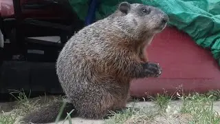 Nibbles Says What Have I Told You Cat These Are Mine 🥜🐾 #groundhog #baby #cute #adorable #asmr 