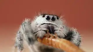The Most Adorable Hunter: Jumping Spider Feeding & Lo-fi Chill