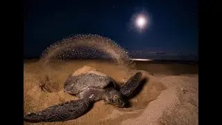 Tortugas  Nuqu&iacute; Termales  mov