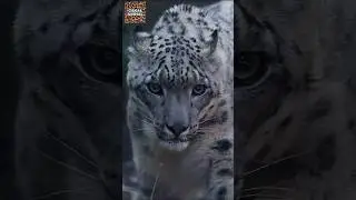 O Fantasma das Montanhas / Leopardo-das-neves /  Uma das Criaturas mais Enigm&aacute;ticas do Planeta!