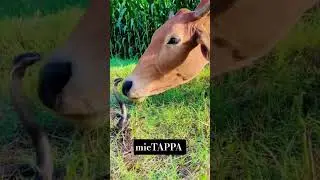😂Maatu pongal trending shorts #tamilshorts #comedydub #funny #funnypet #pongal #mictappatamilcomedy