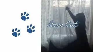 Boss Cat - Hunter