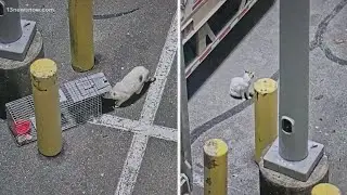 Lowe's cat in Richmond that went viral after going missing located in North Carolina, brought home