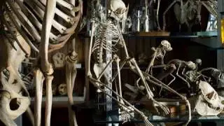 Moving the UCL Grant Museum
