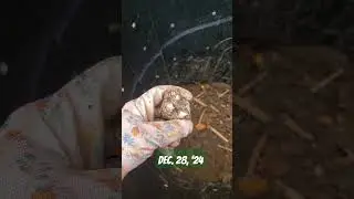 Showing an update of compost bin on Dec. 28, '24.
