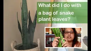 How to extract fibre from a house plant (snake plant) and use it to make cordage or rope