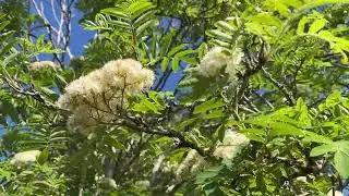 Rowan - branches, twigs, leaves & flowers - May 2025