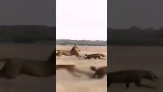 WildLife Struggle for Existence #shorts