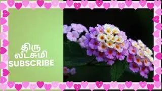 லக்ஷ்மி மீது திருட்டு பழி போட்ட தினேஷ் அதிர்ச்சியில் திரு/திருமாங்கல்யம் 2 பிப்ரவரி2026