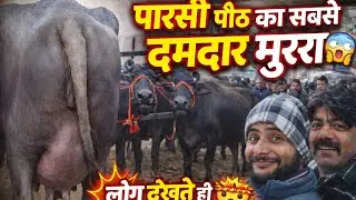 दमदार मुर्रा जिसने पूरी पैठ में हलचल मचा दी 😱पारसी का बाजार वीडियो देख कर दिल खुश हो जाएगा#yt #viral