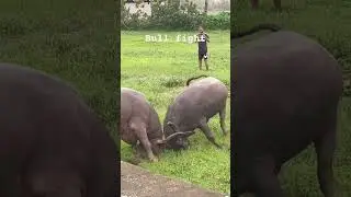 #bull fight Goa #seraulim#