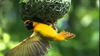 The Creativity Of God's Creation - The Path of Grace - James Flanders