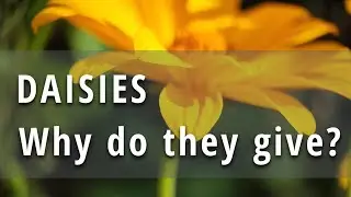 Why do they give daisies - Magic flower -  the language of flowers