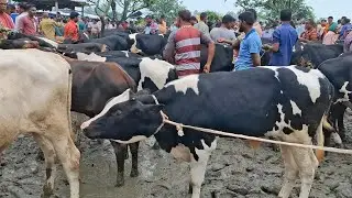 ৩০ জানুয়ারি 2026| খামার উপযোগী ফ্রিজিয়ান জাতের ষাঁড় বাছুর গরুর দাম | রানীগঞ্জ হাট | থেকে 