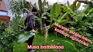Bananowiec musa balbisiana. Wykopywanie, cięcie liści, porady co dalej.