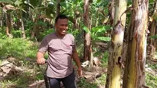 Tamang pagtanim ng Saging Cardava|Farmersvlog