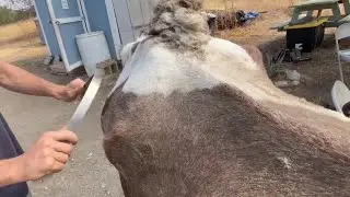 Speedy Horse Groom | Watch Clumps of hair come off | Satisfying Horse Shedding | Relaxing!