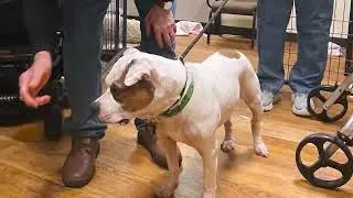 WVH Foster Dog Program