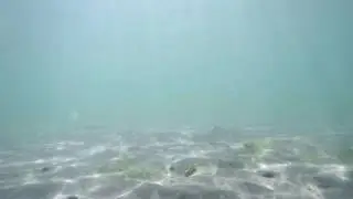 Stock - Underwater Animals - Sea Snails(Turritella Communis) - HD