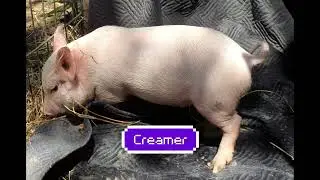 Sweet N Low's Adoption  Video Take 2