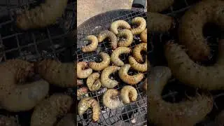 SNACK TIME coconut rhinoceros beetle larvae 😋 #survivorfood #hakunamatada @BestEverFoodReviewShow