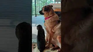 Stretch It Out: Big Stretching Session #catdogfriends #dog