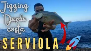 Pesca de verderol [ SERVIOLA]en verano 🌞 desde acantilados [pescar ligera spinning y shore jigging.
