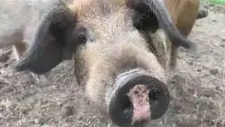 Akkervarkens bij de klieve Vriescheloo